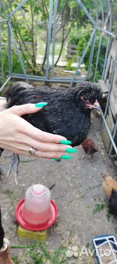 Молодые петушки цыплята