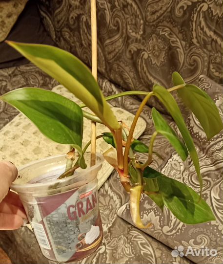 Филодендрон краснеющий