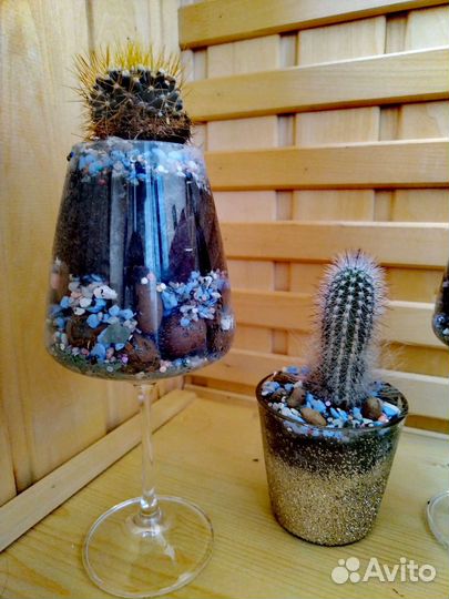 Флорариум из кактусов