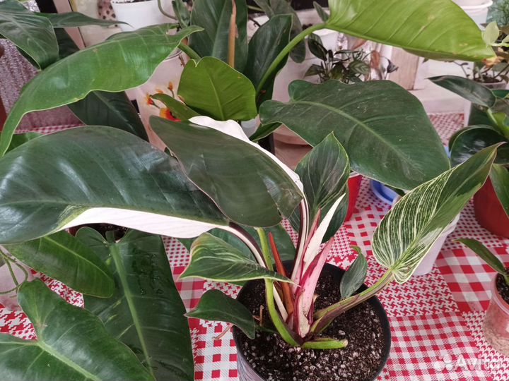 Филодедрон Биркина