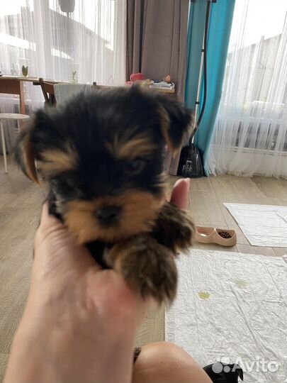 Щенки йорка