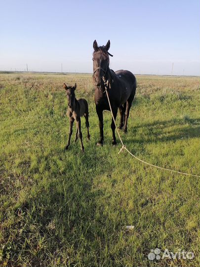Лошадь с жеребенком