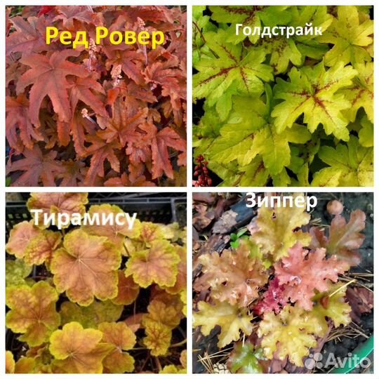 Гейхеры гибридные и др. многолетники