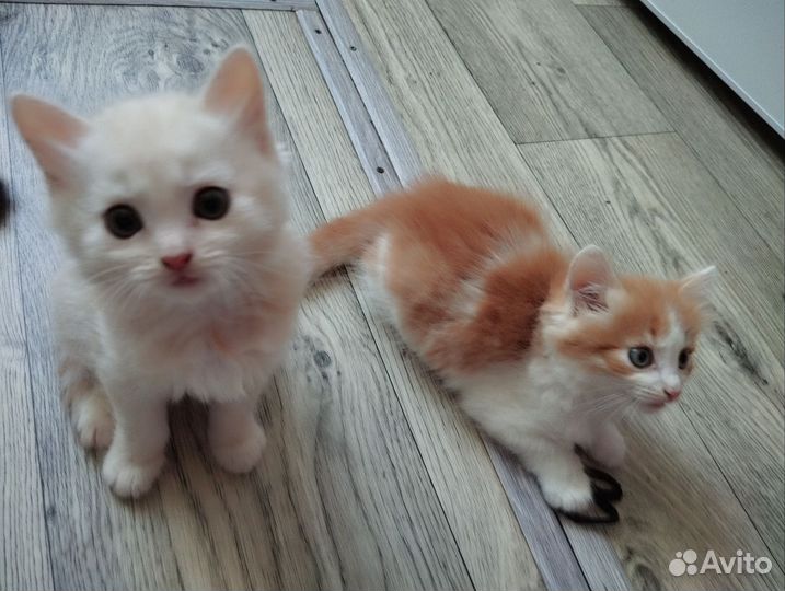Котята в дар бесплатно