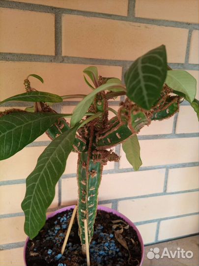 Молочай беложильчатый