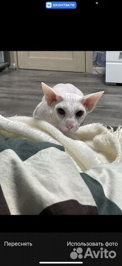 Сфинкс Петерболд,вязка