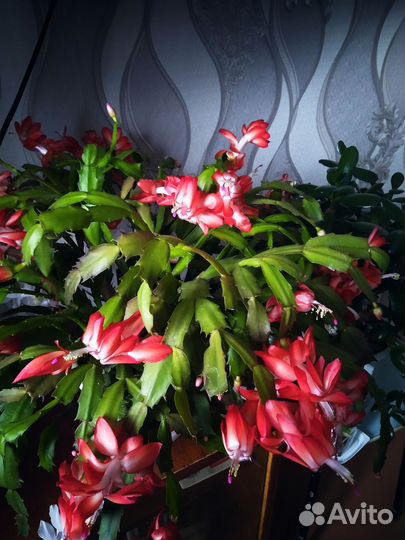 Продаëм излишки сортовых шлюмберг (декабристов)