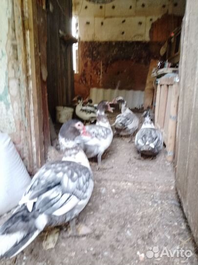 Мускусные утки