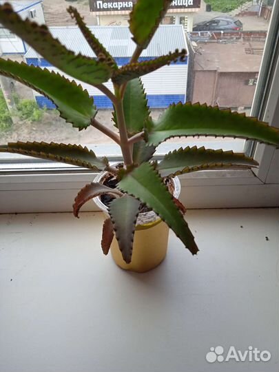 Каланхоэ лечебное