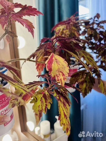 Комнатные цветы Колеус сортовой