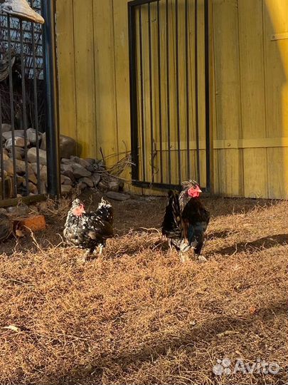 Декоративные куры