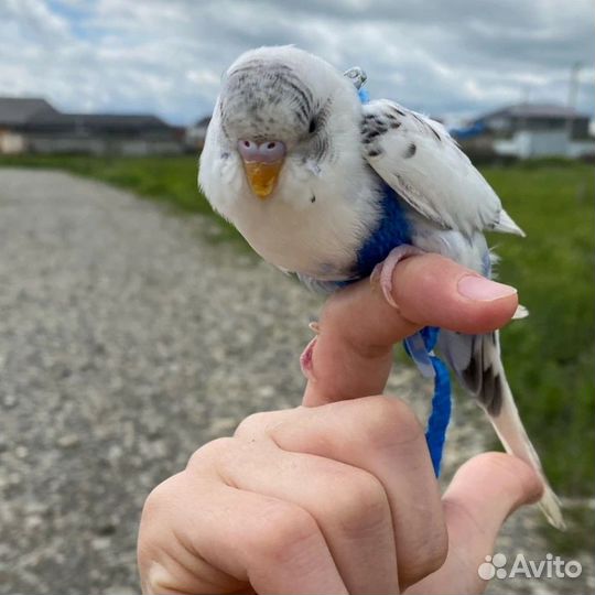 Шлейка для попугая