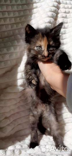 Кошка (девочка)