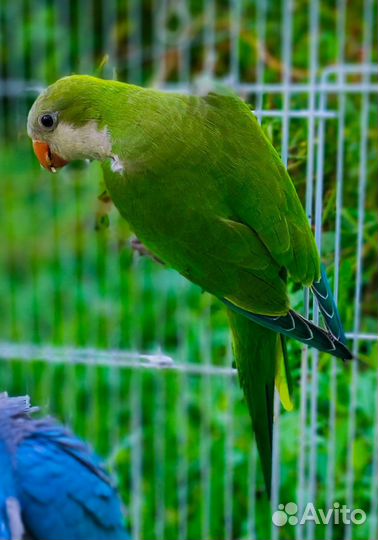 Попугай ожереловый кольчатый и другие