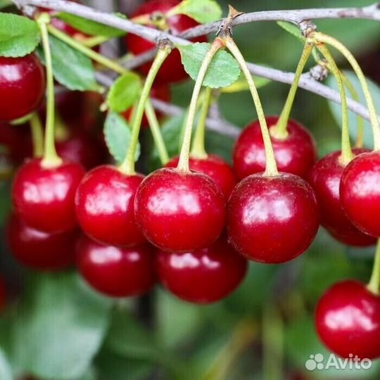 Саженцы ягодных растений