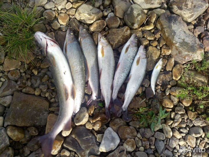 Охота и рыбалка