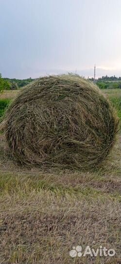 Сено в тюках и рулонах-укос 2023года