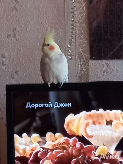 Попугай корелла с клеткой