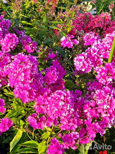 Флокс.морской петух