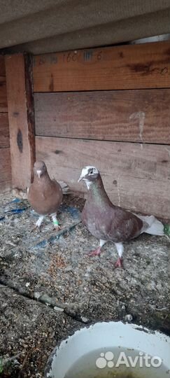Голуби разных пород