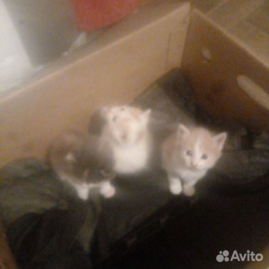 Дарю Вам камочки счастья