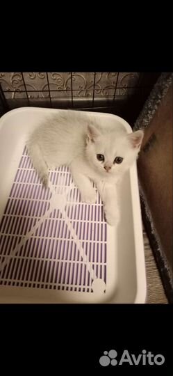 Шотландские вислоухие котята