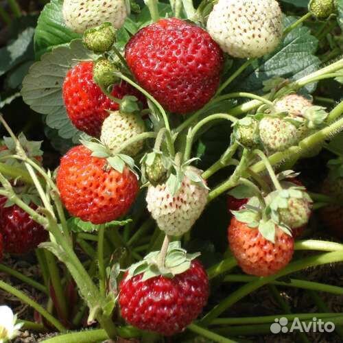 Рассада клубники мице шиндлер