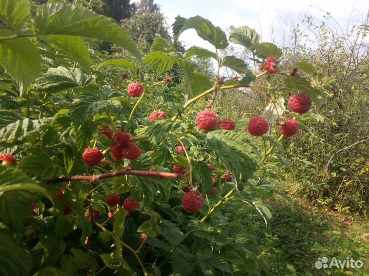 Саженцы малины. Сорт Гусар, Шапка мономаха