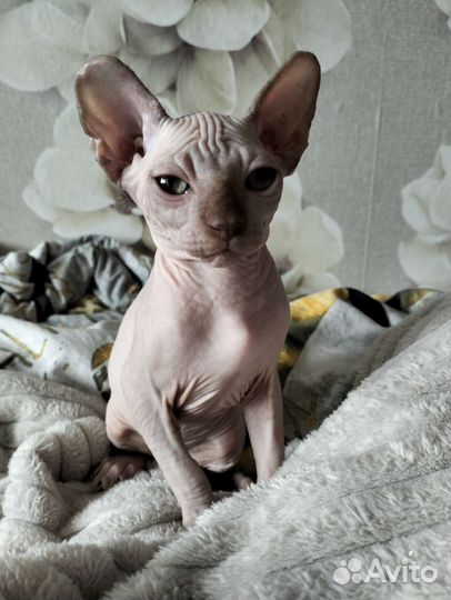 Канадский сфинкс