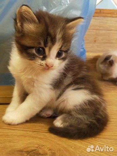 Котенок в дар