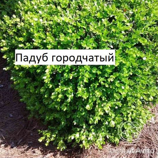 Декоративные кустарники