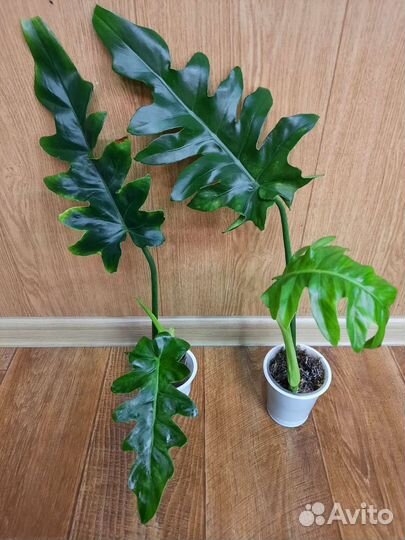 Филодендроны