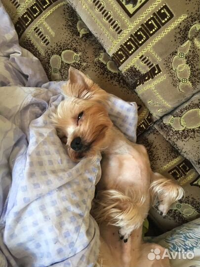 Вязка, ищем невесту