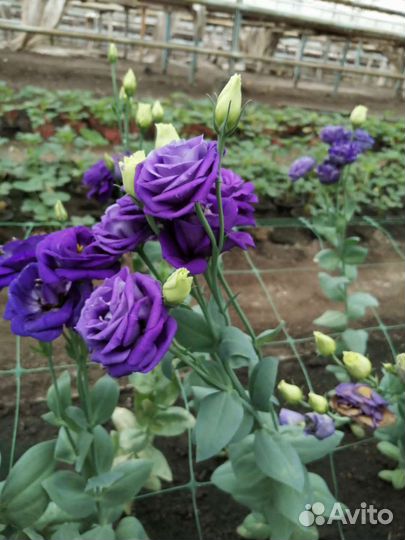 Эустома срез