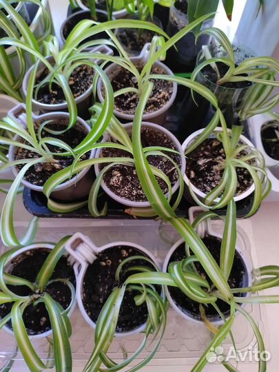 Хлорофитум кудрявый