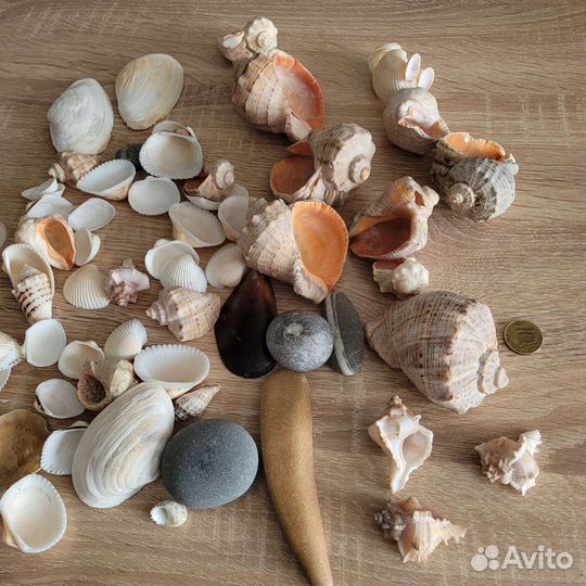 Ракушка морская