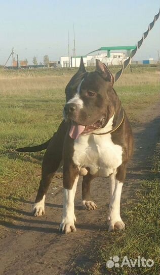 Вязка кобель амстафф