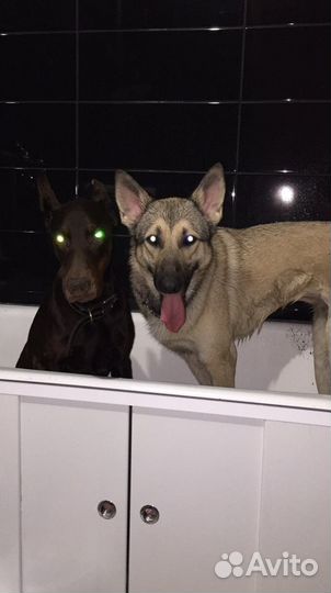 Передержка для домашних животных