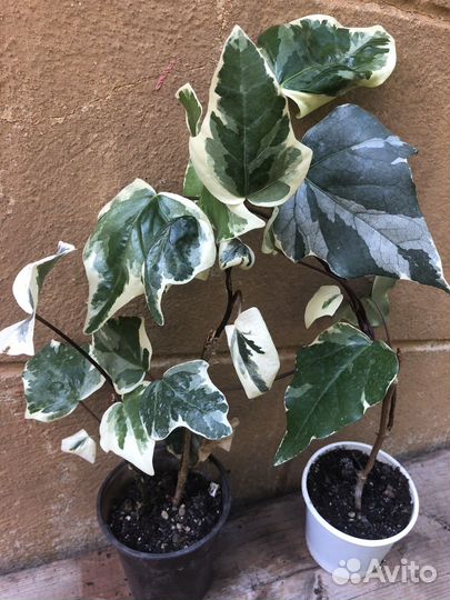 Плющ пестролистный