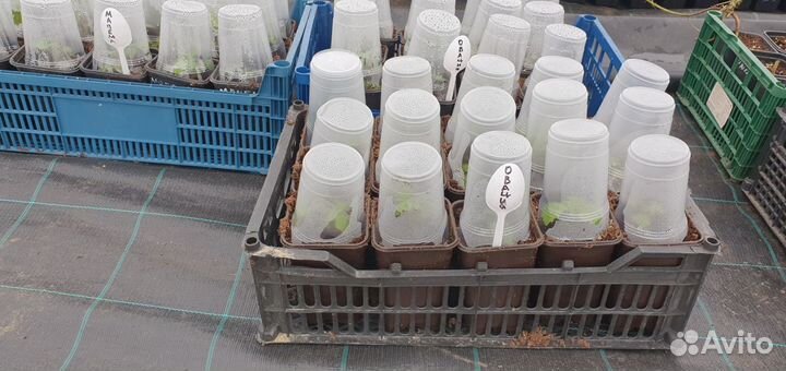 Саженцы малины ежевики и смородины