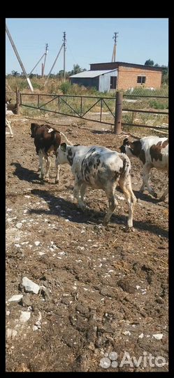 Телята бычки