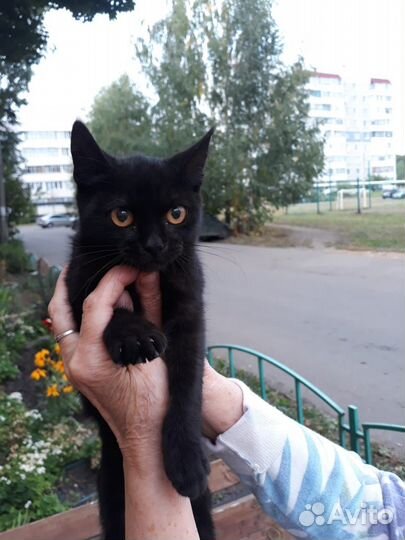 Котенок лапочка- девочка