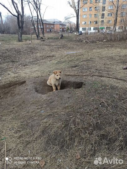 Собаки бесплатно в добрые руки щенки