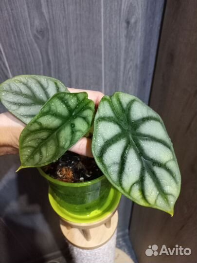 Алоказия silver dragon