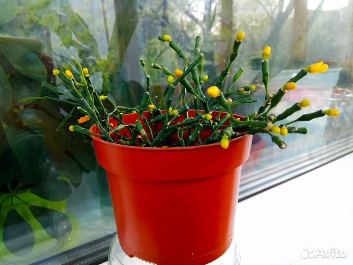 Комнатные растения хатиора, кордилина, Шефлера