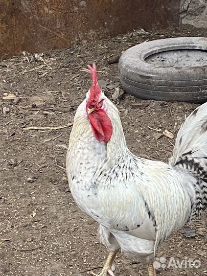 Молодые петухи