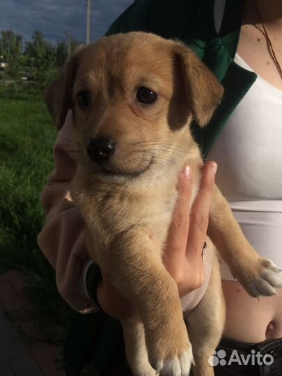 Собака в добрые руки отдам бесплатно девочка