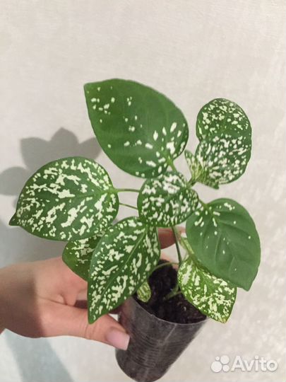 Гипоэстесс 2 расцветки