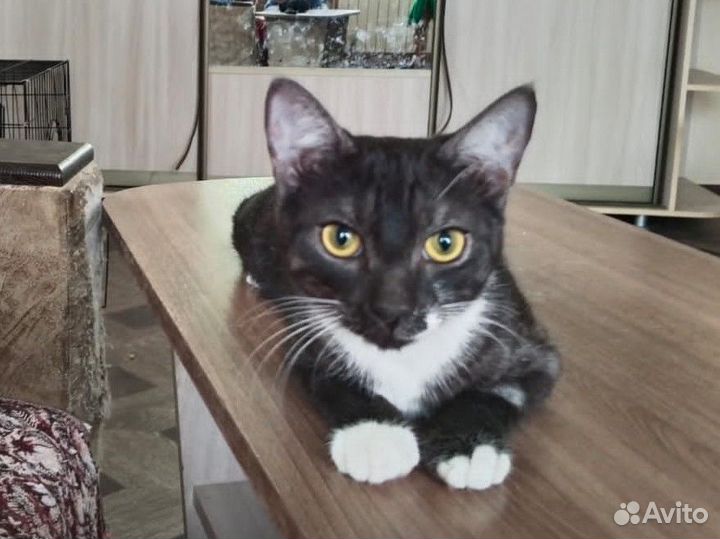Кошки в добрые руки