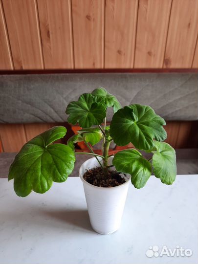 Пеларгония Occold Lagoon